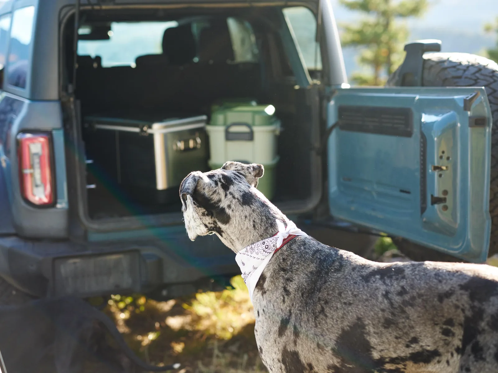 A Great Dane waiting by the open tailgate of a Ford Bronco, with XLK9 Basecamp units loaded in back.